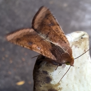 Helicoverpa (genus) at Florey, ACT - 6 Apr 2024