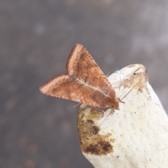 Helicoverpa (genus) at Florey, ACT - 6 Apr 2024