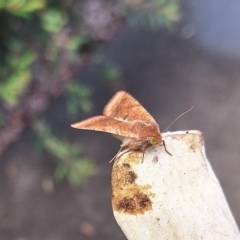 Helicoverpa (genus) at Florey, ACT - 6 Apr 2024