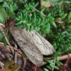 Unidentified Swift and Ghost moth (Hepialidae) at Kambah, ACT - 11 May 2024 by Farr