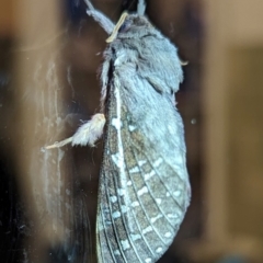 Oxycanus antipoda at Lions Youth Haven - Westwood Farm A.C.T. - 11 May 2024