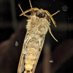 Oxycanus antipoda at Lions Youth Haven - Westwood Farm A.C.T. - 11 May 2024