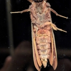 Oxycanus antipoda at Lions Youth Haven - Westwood Farm A.C.T. - 11 May 2024