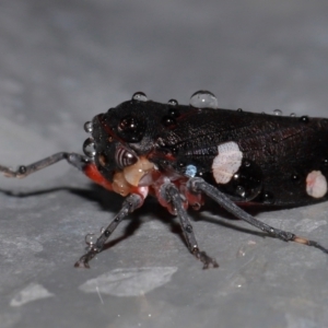 Eurymela distincta at National Arboretum Forests - 11 May 2024 01:01 PM