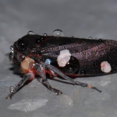 Eurymela distincta at National Arboretum Forests - 11 May 2024