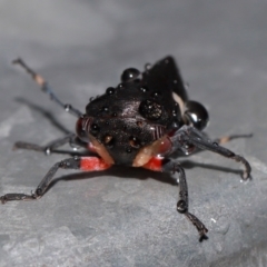 Eurymela distincta at National Arboretum Forests - 11 May 2024