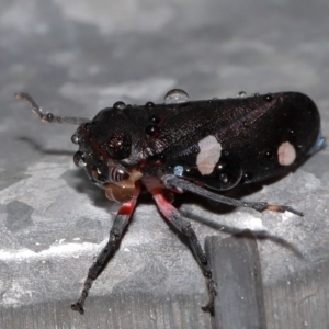 Eurymela distincta at National Arboretum Forests - 11 May 2024