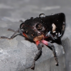 Eurymela distincta at National Arboretum Forests - 11 May 2024