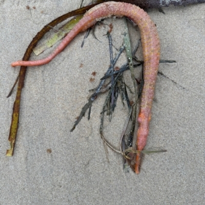 Unidentified Marine Fish Uncategorised at Pambula - 10 May 2024 by JenniKaye