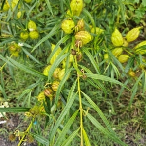 Gomphocarpus fruticosus at Wollondilly Local Government Area - 11 May 2024 01:03 PM