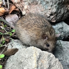 Rattus rattus (Black Rat) at Michelago, NSW - 7 May 2024 by UsersUWsAKny