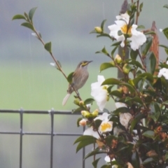 Caligavis chrysops (Yellow-faced Honeyeater) at Jamberoo, NSW - 11 May 2024 by plants