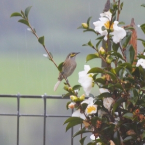 Caligavis chrysops at Jamberoo, NSW - 11 May 2024