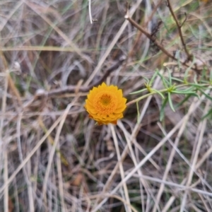 Xerochrysum viscosum at QPRC LGA - suppressed