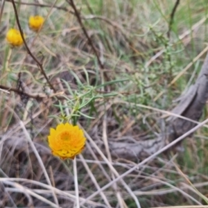 Xerochrysum viscosum at QPRC LGA - suppressed