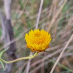 Xerochrysum viscosum at QPRC LGA - suppressed