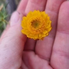 Xerochrysum viscosum at QPRC LGA - suppressed