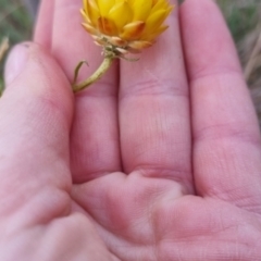 Xerochrysum viscosum at QPRC LGA - suppressed