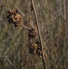 Juncus australis at Latham, ACT - 26 Apr 2024 by pinnaCLE