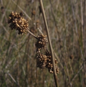 Juncus australis at Blue Devil Grassland, Umbagong Park (BDG) - 26 Apr 2024