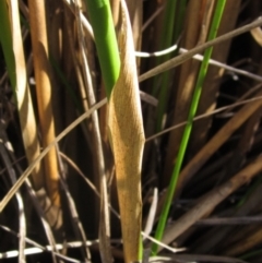 Juncus australis at Blue Devil Grassland, Umbagong Park (BDG) - 26 Apr 2024