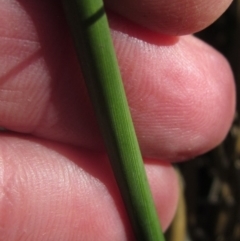 Juncus australis at Blue Devil Grassland, Umbagong Park (BDG) - 26 Apr 2024