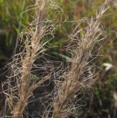 Dichelachne crinita (Long-hair Plume Grass) at Latham, ACT - 26 Apr 2024 by pinnaCLE