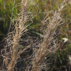 Dichelachne crinita at Umbagong District Park - 26 Apr 2024