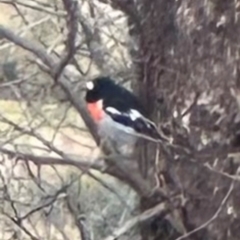 Petroica boodang (Scarlet Robin) at Bungendore, NSW - 12 May 2024 by yellowboxwoodland