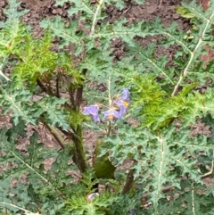 Solanum sisymbriifolium (Sticky Nightshade) at QPRC LGA - 10 May 2024 by leith7