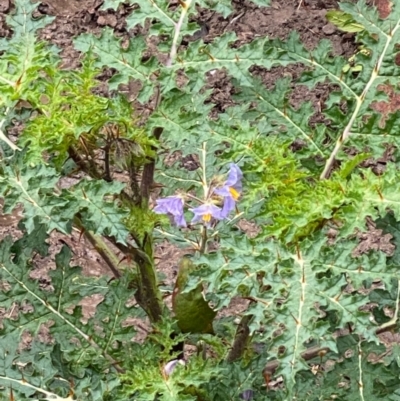 Solanum sisymbriifolium (Sticky Nightshade) at QPRC LGA - 9 May 2024 by leith7