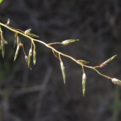 Eragrostis leptostachya (A Lovegrass) at Weetangera, ACT - 27 Apr 2024 by pinnaCLE