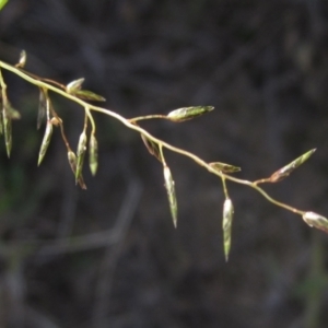 Eragrostis leptostachya at The Pinnacle - 27 Apr 2024