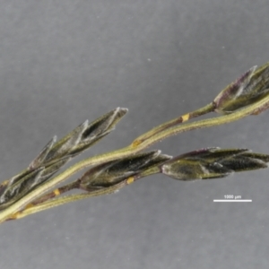 Eragrostis leptostachya at The Pinnacle - 27 Apr 2024