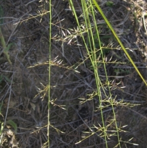 Eragrostis leptostachya at The Pinnacle - 27 Apr 2024