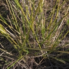 Eragrostis leptostachya at The Pinnacle - 27 Apr 2024