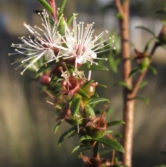 Kunzea ericoides at The Pinnacle - 27 Apr 2024 by pinnaCLE