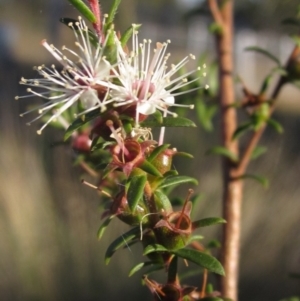 Kunzea ericoides at The Pinnacle - 27 Apr 2024