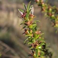 Kunzea ericoides at The Pinnacle - 27 Apr 2024