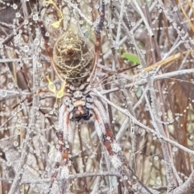 Trichonephila edulis (Golden orb weaver) at Mount Majura - 31 Mar 2024 by MAX