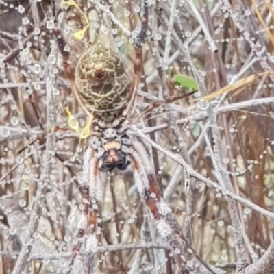 Trichonephila edulis (Golden orb weaver) at Watson, ACT - 31 Mar 2024 by MAX