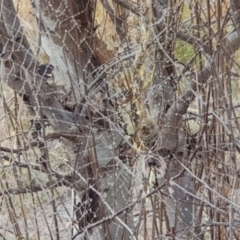 Trichonephila edulis at The Fair, Watson - 1 Apr 2024 10:00 AM