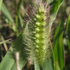 Setaria pumila at Hawker, ACT - 12 Apr 2024 by pinnaCLE