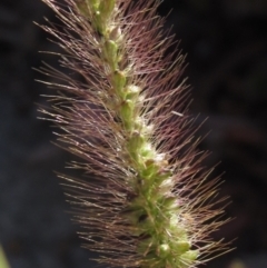 Setaria pumila at The Pinnacle - 12 Apr 2024 10:46 AM