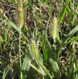 Setaria pumila at The Pinnacle - 12 Apr 2024