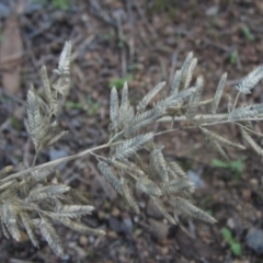 Eragrostis cilianensis (Stinkgrass) at The Pinnacle - 12 Apr 2024 by pinnaCLE