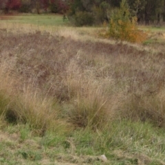 Eragrostis curvula (African Lovegrass) at Melba, ACT - 7 May 2024 by pinnaCLE