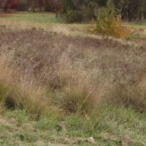 Eragrostis curvula (African Lovegrass) at Melba, ACT by pinnaCLE