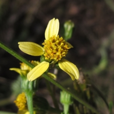 Bidens subalternans (Greater Beggars Ticks) at Flynn, ACT - 8 Apr 2024 by pinnaCLE