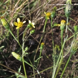 Bidens subalternans at Flynn, ACT - 8 Apr 2024 02:40 PM